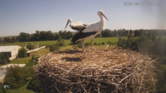 2024-08-13 21_55_59-Bociany - Raszków - YouTube – Maxthon.png