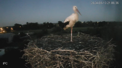 2024-08-13 21_56_13-Bociany - Raszków - YouTube – Maxthon.png