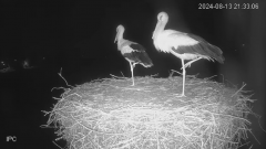 2024-08-13 21_56_20-Bociany - Raszków - YouTube – Maxthon.png