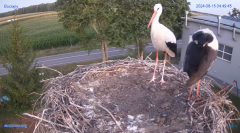 2024-08-15 13_31_43-#Gniazdo #Bocian #nażywo #nature #kamera #Zambrow #WhiteStork #nest #ptaki #pola.png