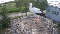 2024-08-15 21_20_03-#Gniazdo #Bocian #nażywo #nature #kamera #Zambrow #WhiteStork #nest #ptaki #pola.png