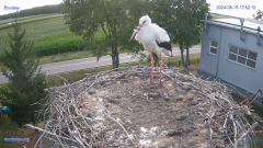 2024-08-15 21_20_18-#Gniazdo #Bocian #nażywo #nature #kamera #Zambrow #WhiteStork #nest #ptaki #pola.png
