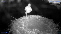 2024-08-15 21_20_35-#Gniazdo #Bocian #nażywo #nature #kamera #Zambrow #WhiteStork #nest #ptaki #pola.png