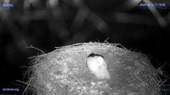 2024-08-15 21_20_40-#Gniazdo #Bocian #nażywo #nature #kamera #Zambrow #WhiteStork #nest #ptaki #pola.png