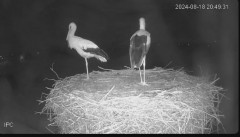 2024-08-18 21_19_07-Bociany - Raszków - YouTube – Maxthon.jpg