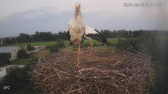 2024-08-22 21_24_40-Bociany - Raszków - YouTube – Maxthon.png