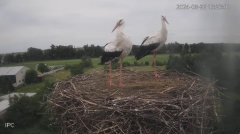 2024-08-22 21_24_07-Bociany - Raszków - YouTube – Maxthon.png
