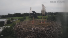 2024-08-22 21_24_24-Bociany - Raszków - YouTube – Maxthon.png
