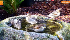 2024-10-16 20_25_05-LIVE Bird Bath Cam - YouTube – Maxthon.png
