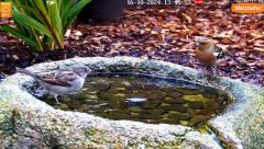 2024-10-16 20_26_10-LIVE Bird Bath Cam - YouTube – Maxthon.png