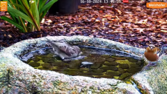 2024-10-16 20_26_17-LIVE Bird Bath Cam - YouTube – Maxthon.png