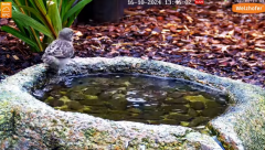 2024-10-16 20_26_19-LIVE Bird Bath Cam - YouTube – Maxthon.png