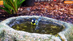2024-10-16 20_26_27-LIVE Bird Bath Cam - YouTube – Maxthon.png