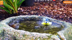 2024-10-16 20_26_45-LIVE Bird Bath Cam - YouTube – Maxthon.png