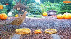 2024-11-04 12_25_16-LIVE 4K 60fps Bird Feeder Cam - Hedgehog & Bird Watching (3D Audio) ASMR HQ - Yo.png