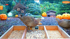 2024-11-04 12_25_00-LIVE 4K 60fps Bird Feeder Cam - Hedgehog & Bird Watching (3D Audio) ASMR HQ - Yo.png