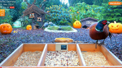 2024-11-04 12_25_32-LIVE 4K 60fps Bird Feeder Cam - Hedgehog & Bird Watching (3D Audio) ASMR HQ - Yo.png