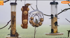 2024-11-04 12_23_13-LIVE Tree Bird Feeder Cam - High Quality 3D Sound - Recke, Germany - YouTube – M.png
