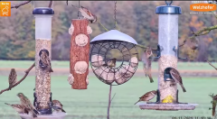 2024-11-04 12_24_02-LIVE Tree Bird Feeder Cam - High Quality 3D Sound - Recke, Germany - YouTube – M.png
