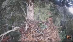 2024-11-05 19_47_17-Cuibul Acvilei de munte nr. 1 - The nest of the Golden Eagle 1 (Aquila chrysaeto.png