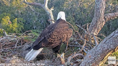 2024-11-05 19_56_39-NEFL Cam 1 - Live Bald Eagle Cam - YouTube – Maxthon.png