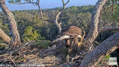 2024-11-05 19_56_56-NEFL Cam 1 - Live Bald Eagle Cam - YouTube – Maxthon.png