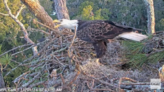 2024-11-05 19_57_19-NEFL Cam 1 - Live Bald Eagle Cam - YouTube – Maxthon.png