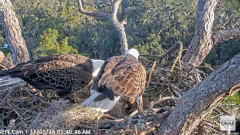 2024-11-05 19_57_53-NEFL Cam 1 - Live Bald Eagle Cam - YouTube – Maxthon.png