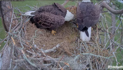 2024-11-05 21_16_12-Southwest Florida Eagle Cam - Cam 4K - YouTube – Maxthon.png