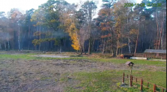 2024-11-06 20_24_20-Żubry Online _ Wisents Online - YouTube – Maxthon.png