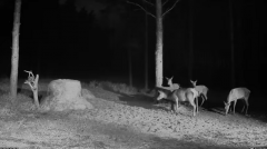 2024-11-07 19_59_32-Hirvekaamera_ (Cervus elaphus) - YouTube – Maxthon.png