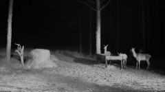 2024-11-07 19_59_18-Hirvekaamera_ (Cervus elaphus) - YouTube – Maxthon.png