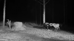 2024-11-07 19_59_02-Hirvekaamera_ (Cervus elaphus) - YouTube – Maxthon.png