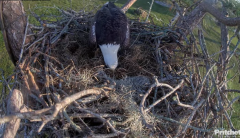2024-11-08 18_16_28-Southwest Florida Eagle Cam - Cam 4K - YouTube – Maxthon.png
