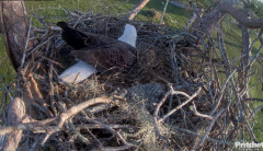 2024-11-08 18_16_54-Southwest Florida Eagle Cam - Cam 4K - YouTube – Maxthon.png