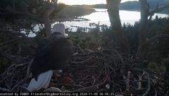 2024-11-08 18_24_49-Big Bear Bald Eagle Live Nest - Cam 1 - YouTube – Maxthon.png