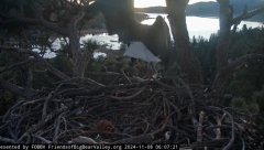 2024-11-08 18_25_45-Big Bear Bald Eagle Live Nest - Cam 1 - YouTube – Maxthon.png