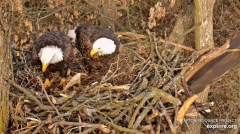2024-11-09 19_52_53-Decorah Eagles - North Nest - 4k powered by EXPLORE.org - YouTube – Maxthon.png