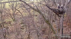 2024-11-09 19_52_39-Decorah Eagles - North Nest - 4k powered by EXPLORE.org - YouTube – Maxthon.png