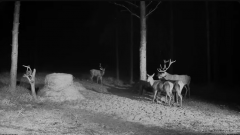 2024-11-09 21_30_32-Hirvekaamera_ (Cervus elaphus) - YouTube – Maxthon.png