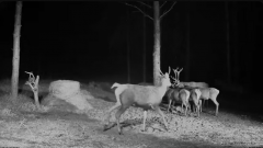 2024-11-09 21_31_11-Hirvekaamera_ (Cervus elaphus) - YouTube – Maxthon.png