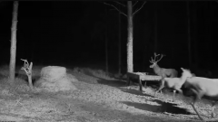 2024-11-09 21_31_13-Hirvekaamera_ (Cervus elaphus) - YouTube – Maxthon.png