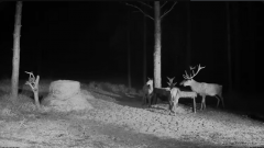 2024-11-09 21_31_38-Hirvekaamera_ (Cervus elaphus) - YouTube – Maxthon.png