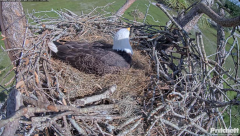 2024-11-11 21_56_10-Southwest Florida Eagle Cam - Cam 4K - YouTube – Maxthon.png
