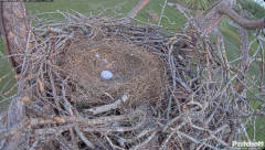 2024-11-11 21_56_36-Southwest Florida Eagle Cam - Cam 4K - YouTube – Maxthon.png