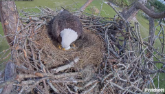 2024-11-11 21_56_51-Southwest Florida Eagle Cam - Cam 4K - YouTube – Maxthon.png