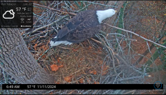 2024-11-11 22_07_13-Port Tobacco Eagle Cam - YouTube – Maxthon.png