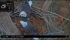 2024-11-11 22_08_05-Port Tobacco Eagle Cam - YouTube – Maxthon.png