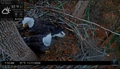 2024-11-11 22_08_15-Port Tobacco Eagle Cam - YouTube – Maxthon.png