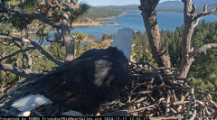 2024-11-11 22_13_36-Big Bear Bald Eagle Live Nest - Cam 1 - YouTube – Maxthon.png